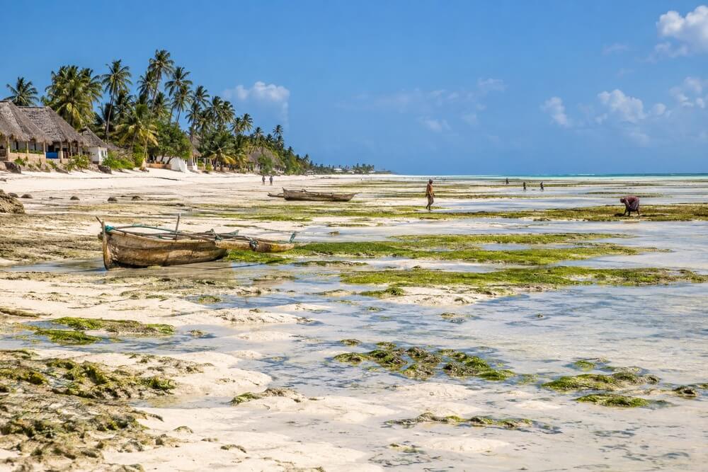 Odpływ na wschodnim wybrzeżu Zanzibaru