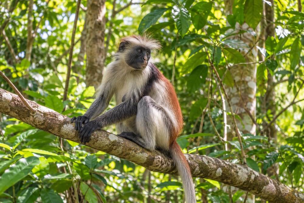 Czerwony gereza w Jozani Forest na Zanzibarze